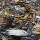 Image for article titled A mass die-off of sea creatures is taking place off the coast of Singapore